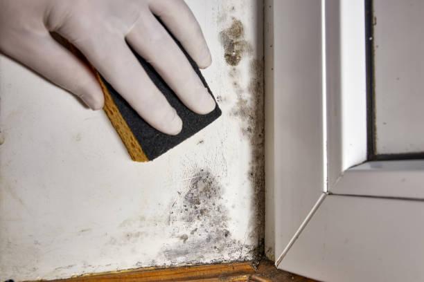 Best Airborne Mold Testing  in North Caldwell, NJ